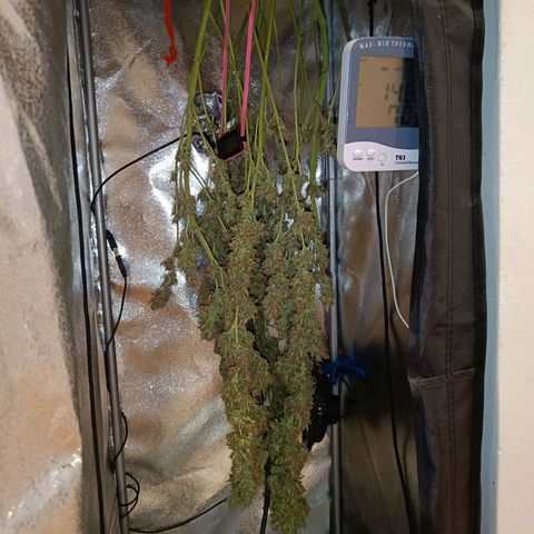 Blueberry Auto growlog timeline photo
