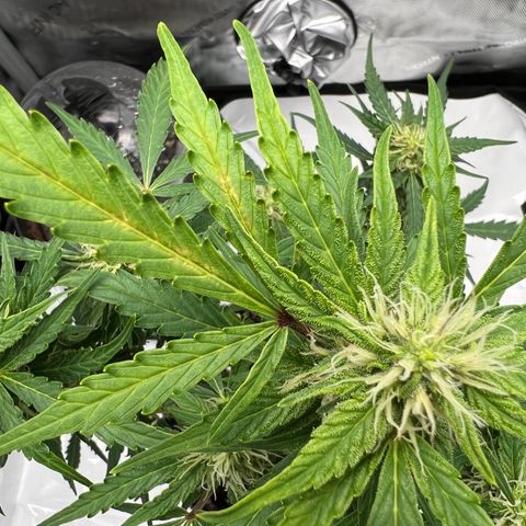 Wedding Cake growlog photo: Deficiency?