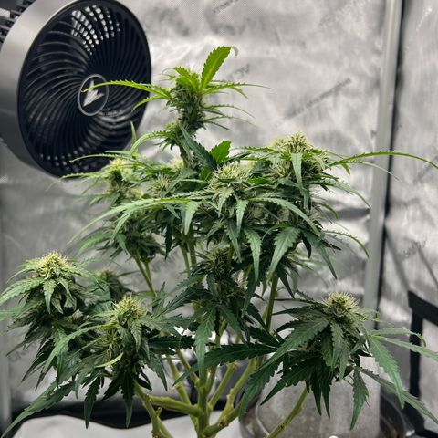 Wedding Cake growlog timeline photo