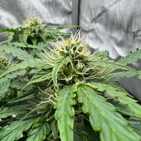Wedding Cake growlog timeline photo