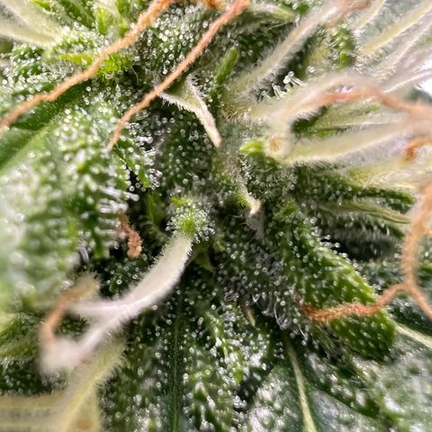 Wedding Cake growlog timeline photo