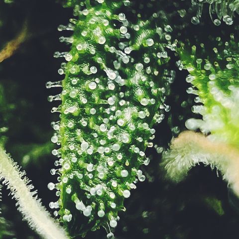 Wedding Cake growlog timeline photo