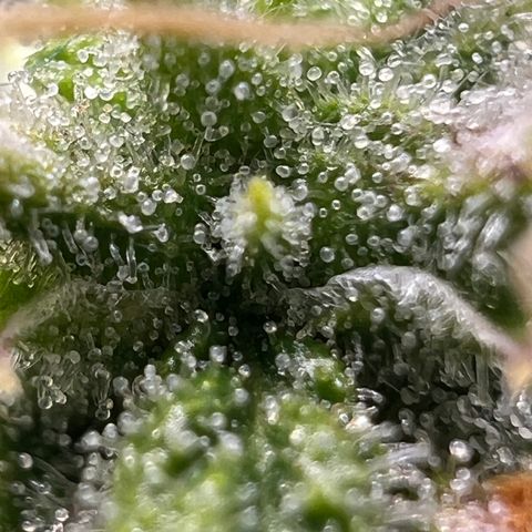 Wedding Cake growlog timeline photo