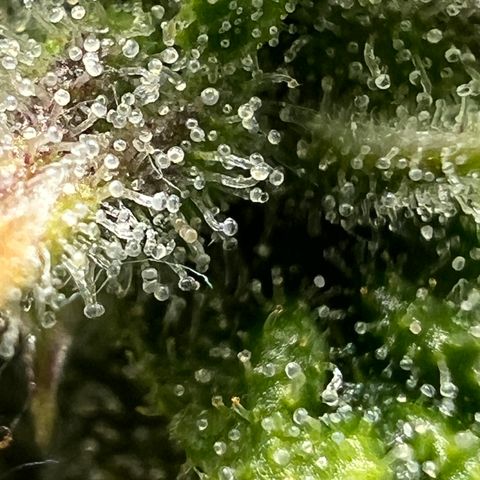 Wedding Cake growlog timeline photo
