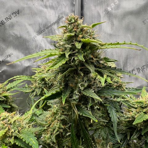 Wedding Cake growlog timeline photo