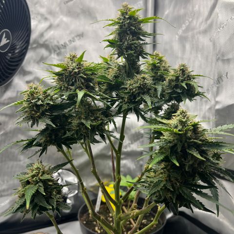 Wedding Cake growlog timeline photo