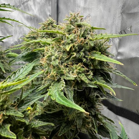Wedding Cake growlog timeline photo