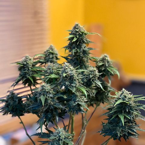 Wedding Cake growlog timeline photo