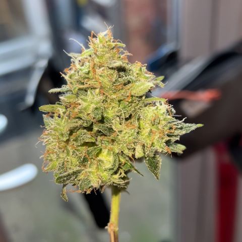 Wedding Cake growlog photo: Straight after chop