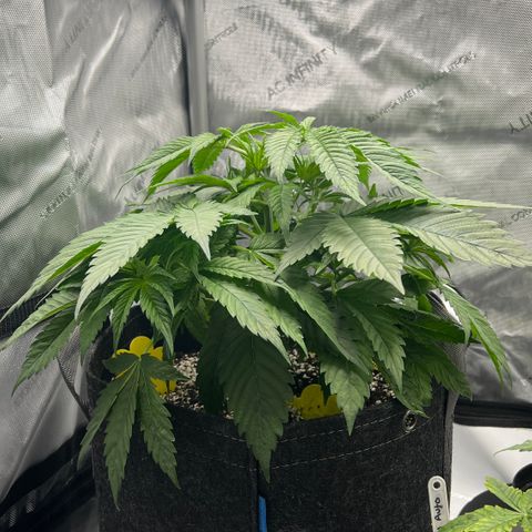 OG Kush growlog timeline photo