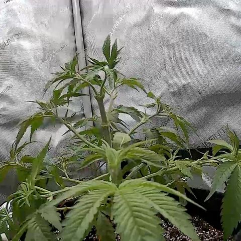 OG Kush growlog timeline photo