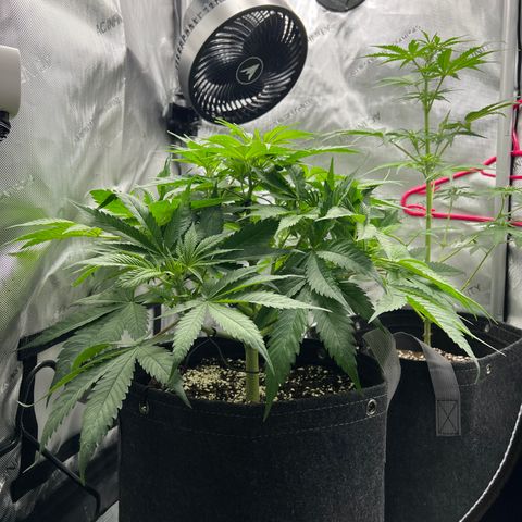 OG Kush growlog photo: Defol 