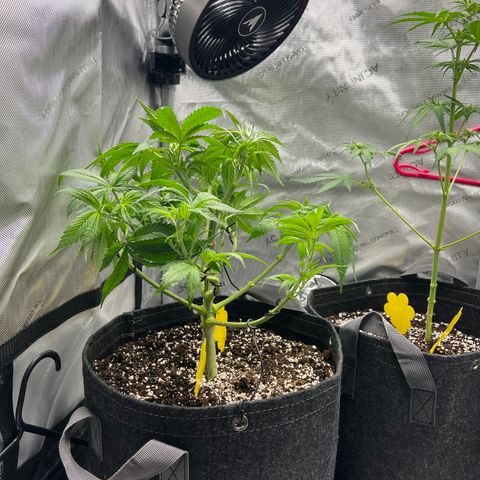 OG Kush growlog photo: Defol 