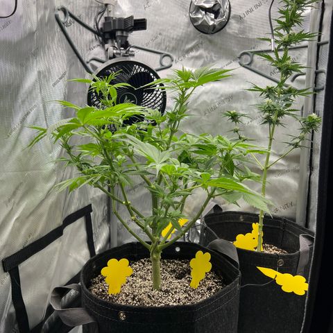 OG Kush growlog timeline photo