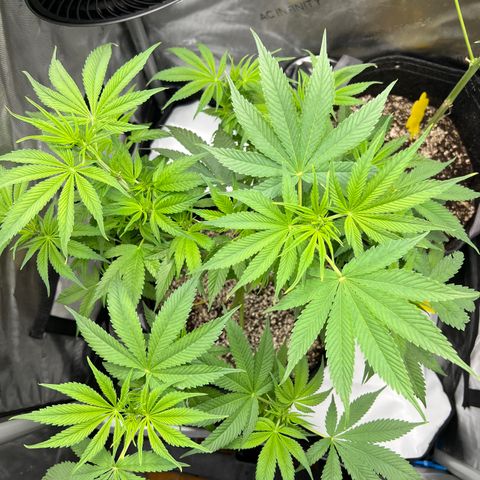 OG Kush growlog timeline photo