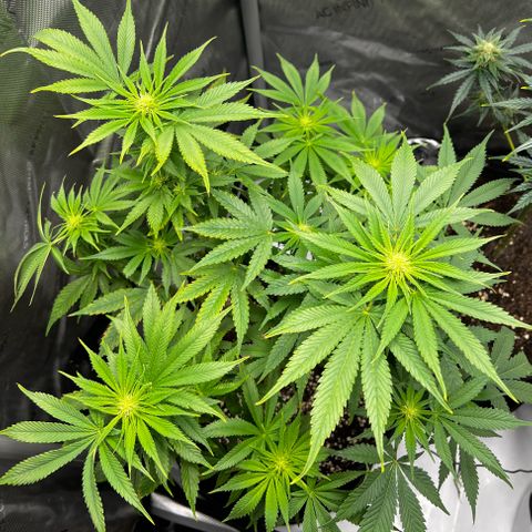 OG Kush growlog timeline photo