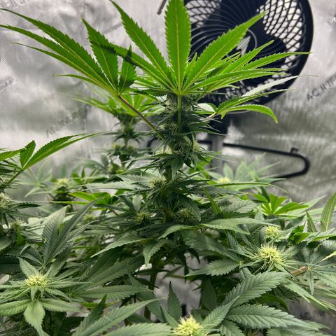 OG Kush growlog timeline photo