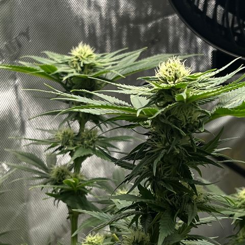 OG Kush growlog timeline photo
