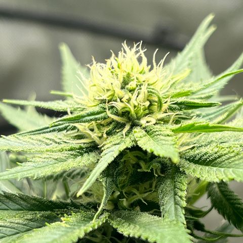 OG Kush growlog timeline photo