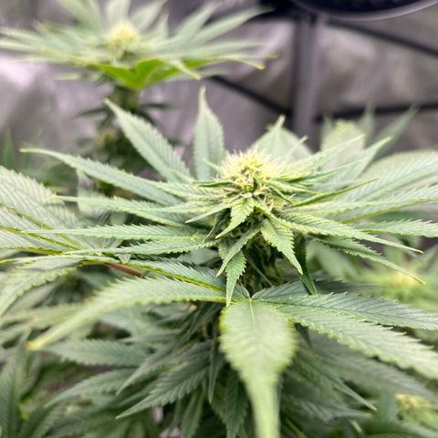 OG Kush growlog timeline photo