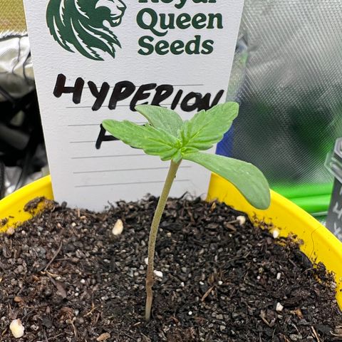 Hyperion F1 growlog timeline photo