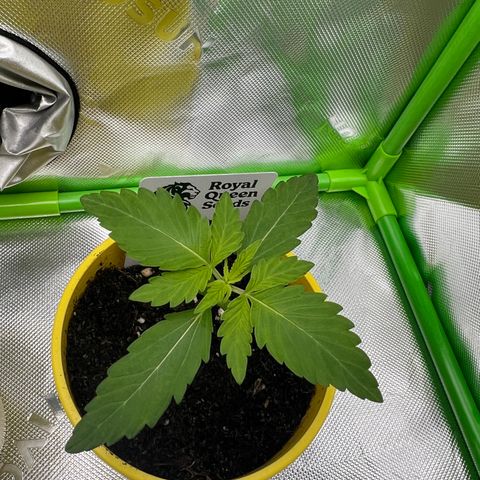 Hyperion F1 growlog timeline photo