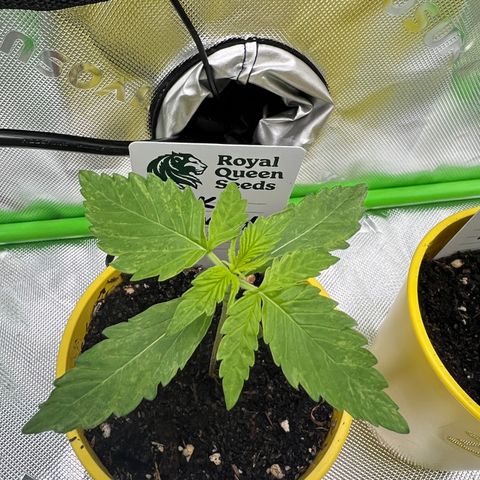 Milky Way F1 growlog timeline photo