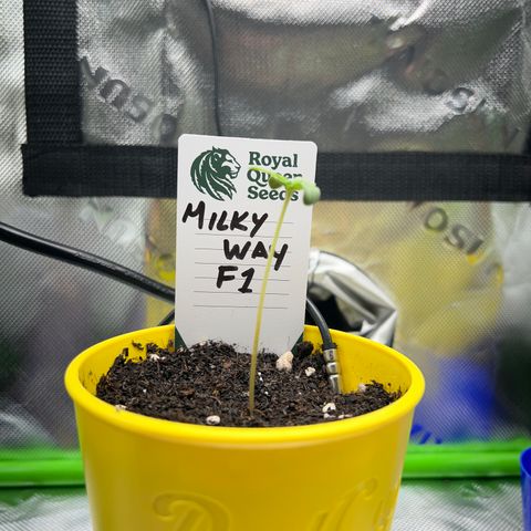 Milky Way F1 growlog timeline photo