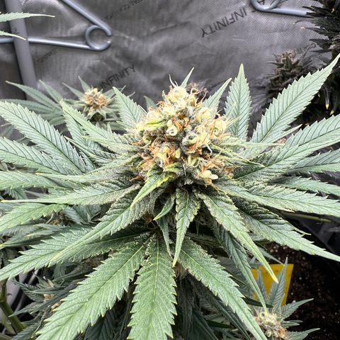 OG Kush growlog timeline photo