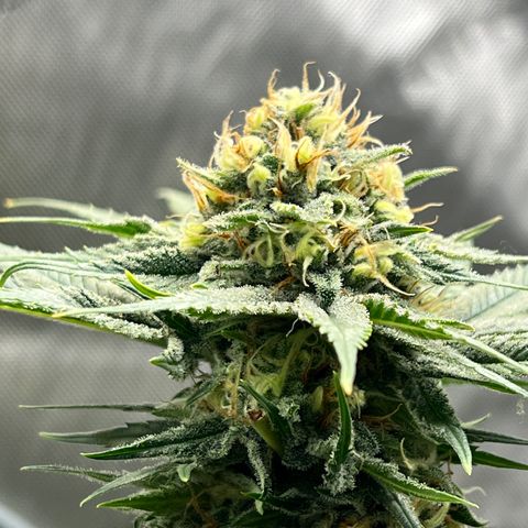 OG Kush growlog timeline photo