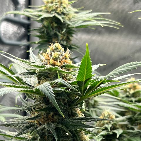 OG Kush growlog timeline photo