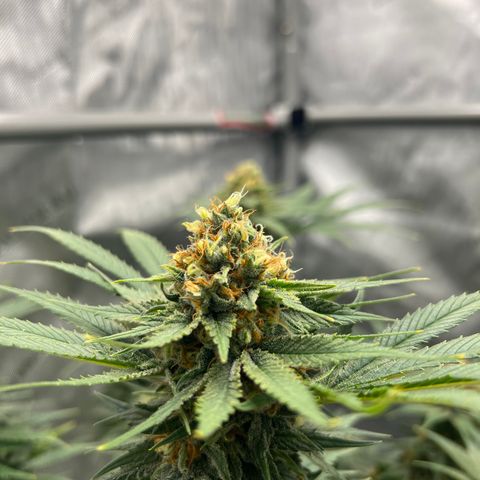 OG Kush growlog timeline photo