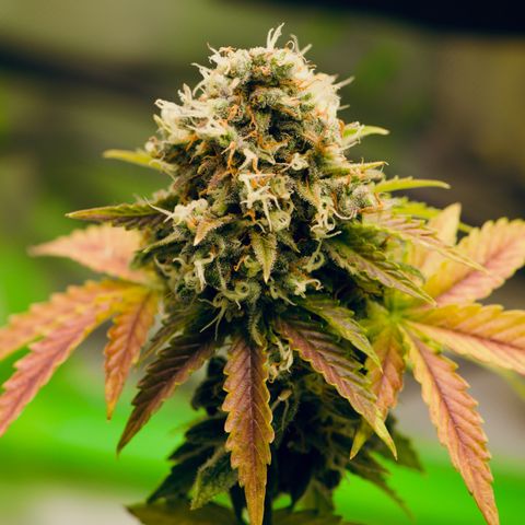 Milky Way F1 growlog timeline photo