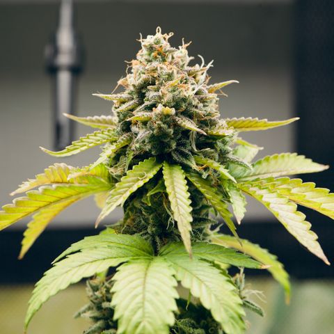 Hyperion F1 growlog timeline photo