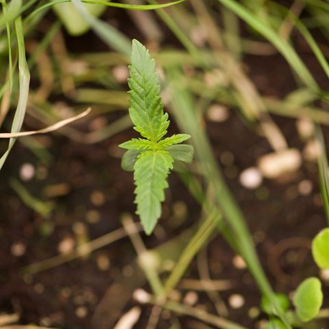 Wonder Pie (Green House Seed Co.)  growlog timeline photo