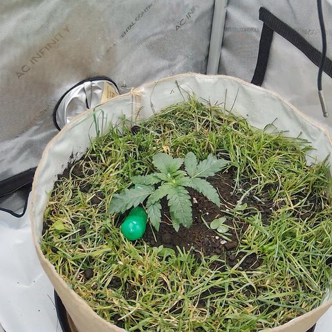 Wonder Pie (Green House Seed Co.)  growlog timeline photo