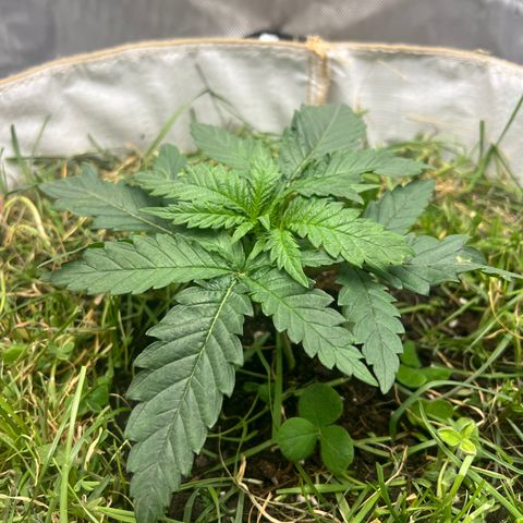 Wonder Pie (Green House Seed Co.)  growlog timeline photo