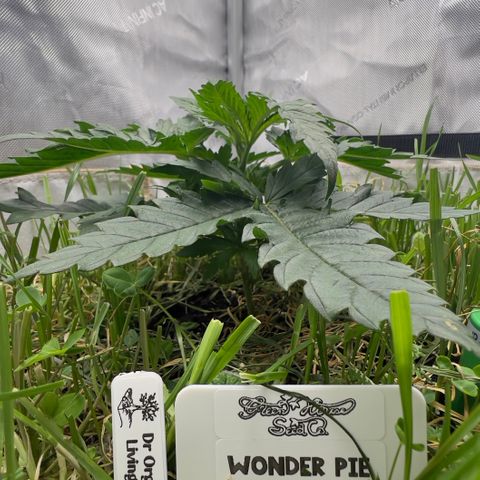Wonder Pie (Green House Seed Co.)  growlog timeline photo