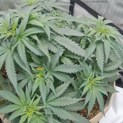 Wonder Pie (Green House Seed Co.)  growlog timeline photo