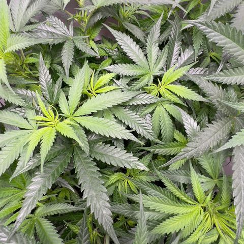 Wonder Pie (Green House Seed Co.)  growlog timeline photo