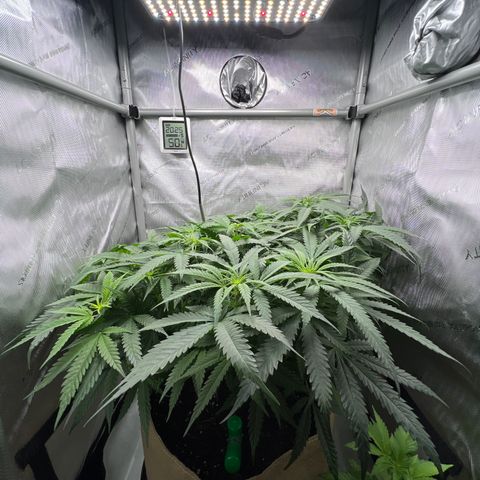 Wonder Pie (Green House Seed Co.)  growlog timeline photo