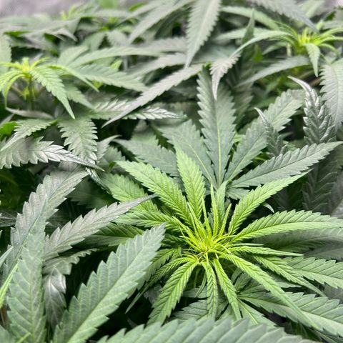Wonder Pie (Green House Seed Co.)  growlog timeline photo