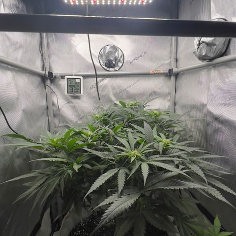 Wonder Pie (Green House Seed Co.)  growlog timeline photo