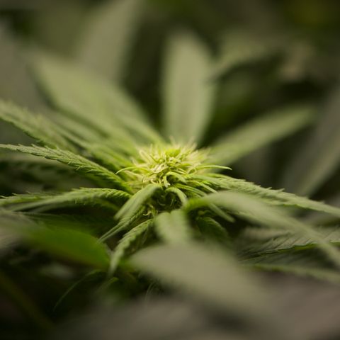 Wonder Pie (Green House Seed Co.)  growlog timeline photo