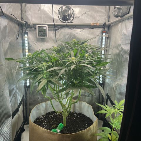 Wonder Pie (Green House Seed Co.)  growlog timeline photo
