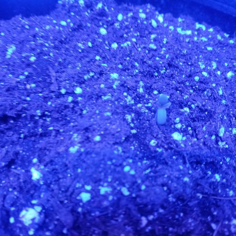 Lemon Berry Auto growlog photo: Las 2 semillas brotaron del suelo pero sólo una nada nas mostró los cotiledones