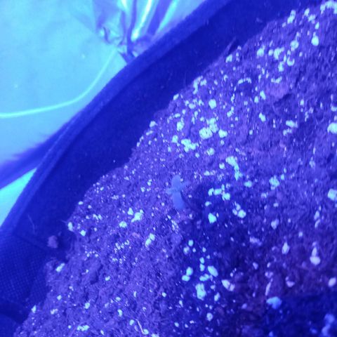 Lemon Berry Auto growlog photo: Mi gato se comió una lemon berry feminizada