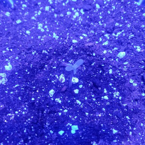 Lemon Berry Auto growlog photo: Mi gato se comió una lemon berry feminizada