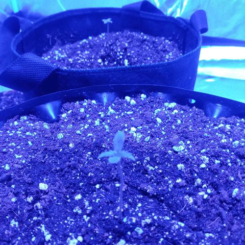 Lemon Berry Auto growlog photo: Buena reacción al riego con nutrientes, ya formaron las 2 hojas y están creciendo radicularmente, o es lo que el conocimiento indica, temperatura a la publicación 26.4,hu humedad 78% 