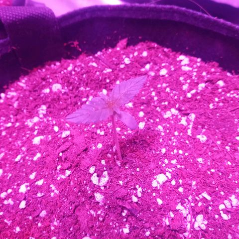 Lemon Berry Auto growlog photo: 2 hojas verdaderas desarrollándose 